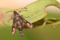 Pyropteron meriaeforme