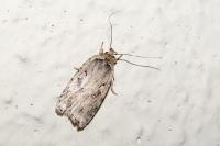 Agonopterix