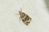 Celypha lacunana