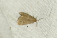 Bijugis bombycella
