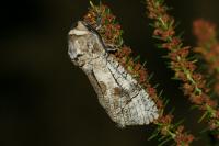 Cossus cossus