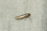 Parahyponomeuta egregiella