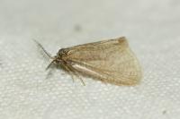 Bijugis bombycella