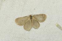 Bijugis bombycella