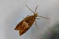 Epinotia tenerana