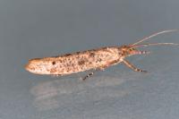Ypsolopha ustella