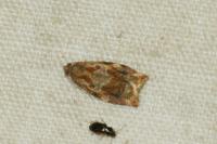 Archips xylosteana