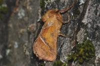 Triodia sylvina