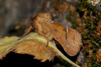 Triodia sylvina