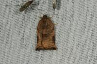 Archips podana