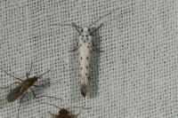 Yponomeuta
