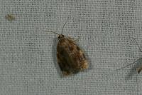 Archips xylosteana