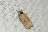 Agonopterix scopariella