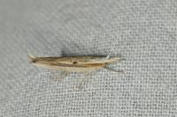 Ypsolopha nemorella