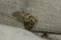 Cnephasia