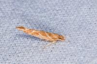 Pyroderces argyrogrammos