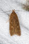 Helcystogramma triannulella