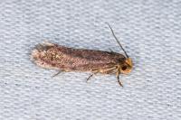 Cephimallota crassiflavella