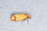 Agapeta zoegana