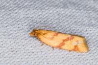 Clepsis pallidana