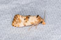 Neocochylis molliculana