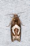 Epiblema foenella