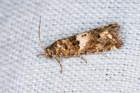 Epiblema graphana