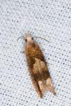 Eucosma conterminana