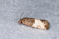 Spilonota ocellana