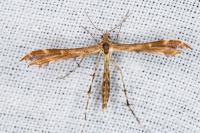 Oxyptilus