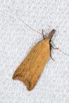 Dichomeris limosella