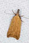 Dichomeris limosella
