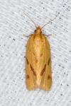 Clepsis pallidana