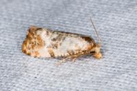 Neocochylis molliculana