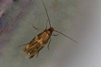 Oinophila v-flavum