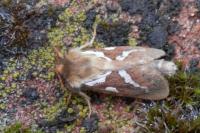Korscheltellus lupulinus