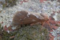 Korscheltellus lupulinus