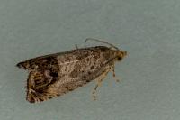 Cydia splendana
