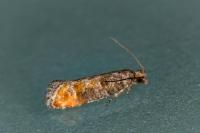 Clavigesta purdeyi