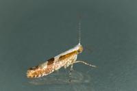 Argyresthia pruniella