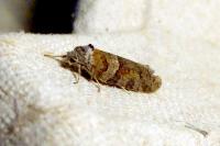 Tortricodes alternella