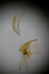 Alucita desmodactyla