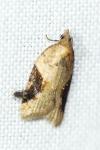Acleris laterana