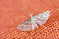 Alucita desmodactyla