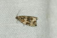 Celypha lacunana
