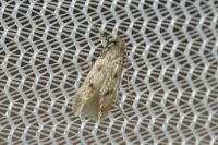 Borkhausenia nefrax