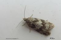 Cnephasia genitalana