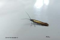 Coleophora alcyonipennella