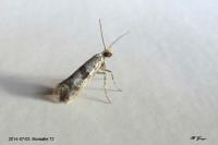 Scythropia crataegella