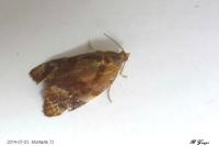 Ditula angustiorana